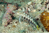 Parapercis cylindrica (Sharpnose Sandperch)