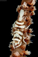 Pontonides ankeri (Barred Wire Coral Shrimp)
