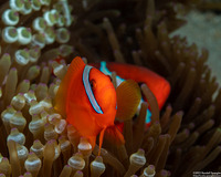 Amphiprion frenatus (Tomato Anemonefish)