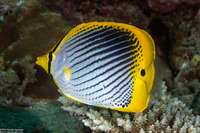 Chaetodon ocellicaudus (Spot-Tail Butterflyfish)