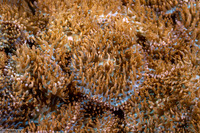 Rhodactis cf. bryoides (Rhodactis cf. bryoides)