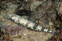 Synodus variegatus (Reef Lizardfish)