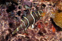 Cheilinus fasciatus (Redbreasted Wrasse)
