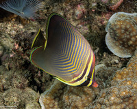 Chaetodon baronessa (Eastern Triangular Butterflyfish)