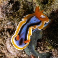 Chromodoris annae (Anna's Chromodoris)