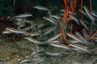 Plotosus lineatus (Striped Catfish)