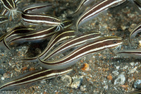 Plotosus lineatus (Striped Catfish)