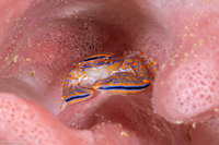 Aliaporcellana spongicola (Porcelain Crab)