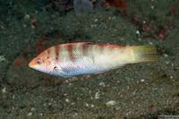 Coris batuensis (Batu Coris)