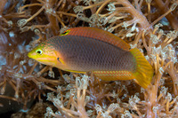Halichoeres solorensis (Green Wrasse)