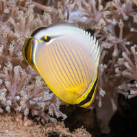 Chaetodon lunulatus (Redfin Butterflyfish)
