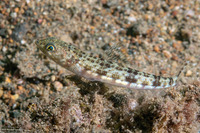 Synodus binotatus (Twospot Lizardfish)