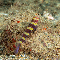 Amblyeleotris wheeleri (Gorgeous Shrimpgoby)