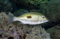 Lethrinus harak (Thumbprint Emperor)
