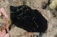 Ovula ovum (Common Egg Cowry)