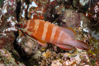 Epinephelus fasciatus (Blacktip Grouper)
