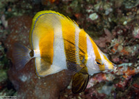 Coradion altivelis (Highfin Coralfish)