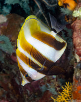 Coradion altivelis (Highfin Coralfish)