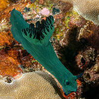 Nembrotha milleri (Miller's Nembrotha)