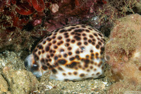 Cypraea tigris (Tiger Cowry)