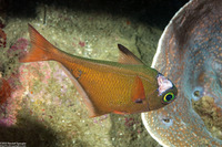 Pempheris oualensis (Copper Sweeper)