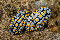 Phyllidia varicosa (Varicose Phyllidia)