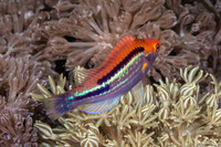 Cirrhilabrus lubbocki (Yellowback Fairy Wrasse)