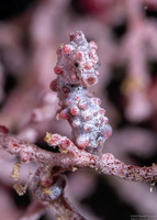 Hippocampus bargibanti (Pygmy Seahorse)