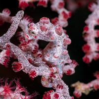 Hippocampus bargibanti (Pygmy Seahorse)