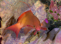 Pseudanthias squamipinnis (Scalefin Anthias)
