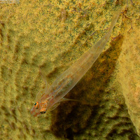 Phyllogobius platycephalops (Flathead Goby)