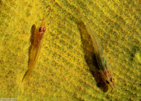 Phyllogobius platycephalops (Flathead Goby)
