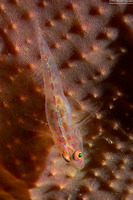 Pleurosicya mossambica (Common Ghostgoby)
