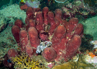 Theonella swinhoei (Brown Tube Sponge)