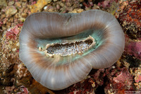 Amplexidiscus fenestrafer (Giant Cup Mushroom Coral)