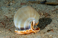 Phalium glaucum (Grey Bonnet)