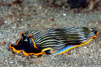 Caprella sp.1 (Skeleton Shrimp)