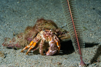 Dardanus pedunculatus (Anemone Hermit Crab)