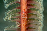 Pleurosicya mossambica (Common Ghostgoby)
