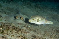 Arothron manilensis (Striped Puffer)