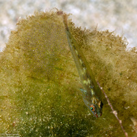 Pleurosicya mossambica (Common Ghostgoby)
