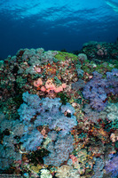 Cespitularia sp.1 (Cespitularia sp.1)