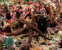 Nardoa galatheae (Brown Mesh Sea Star)