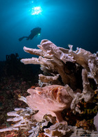 Antennarius commerson (Commerson's Frogfish)