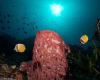 Xestospongia testudinaria (Barrel Sponge)