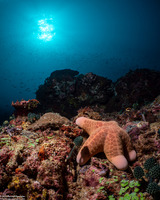 Choriaster granulatus (Granular Sea Star)