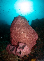 Xestospongia testudinaria (Barrel Sponge)