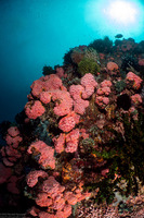 Tubastraea coccinea (Orange Cup Coral)