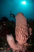 Xestospongia testudinaria (Barrel Sponge)