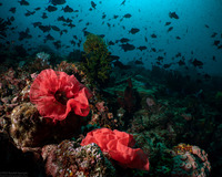 Hexabranchus lacer (Spanish Lace Dancer)